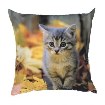 Fotopolštářek Kotě s listím 40x40 cm